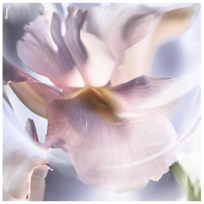 Lancome Lancôme La Vie Est Belle Iris Absolu EDP 30 Ml - Billede 5