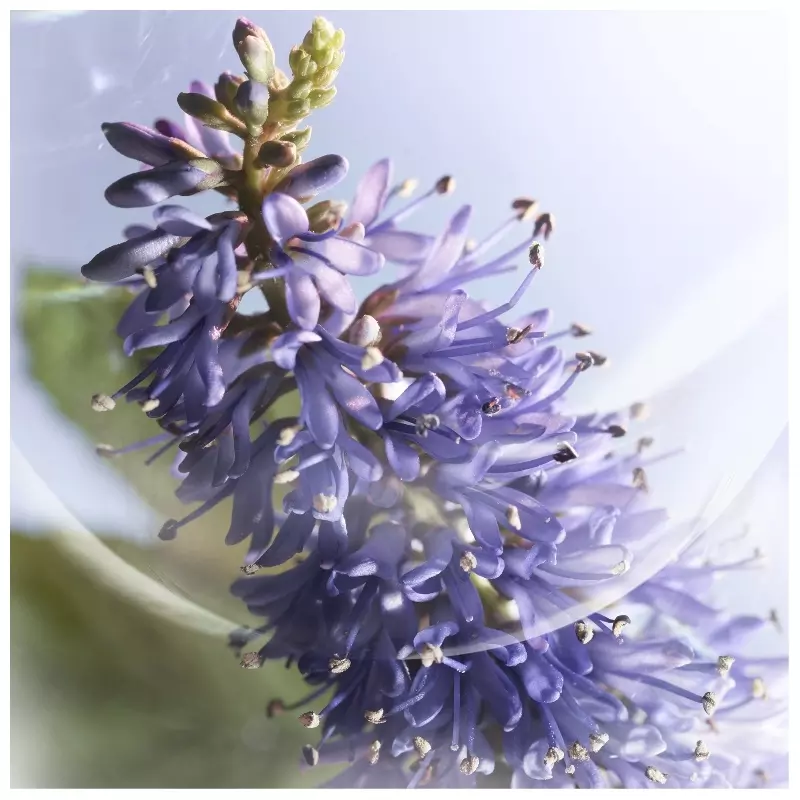 Lancome Lancôme La Vie Est Belle Iris Absolu EDP 30 Ml - Billede 6